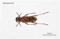 藏品(側紋黃虎天牛)的圖片